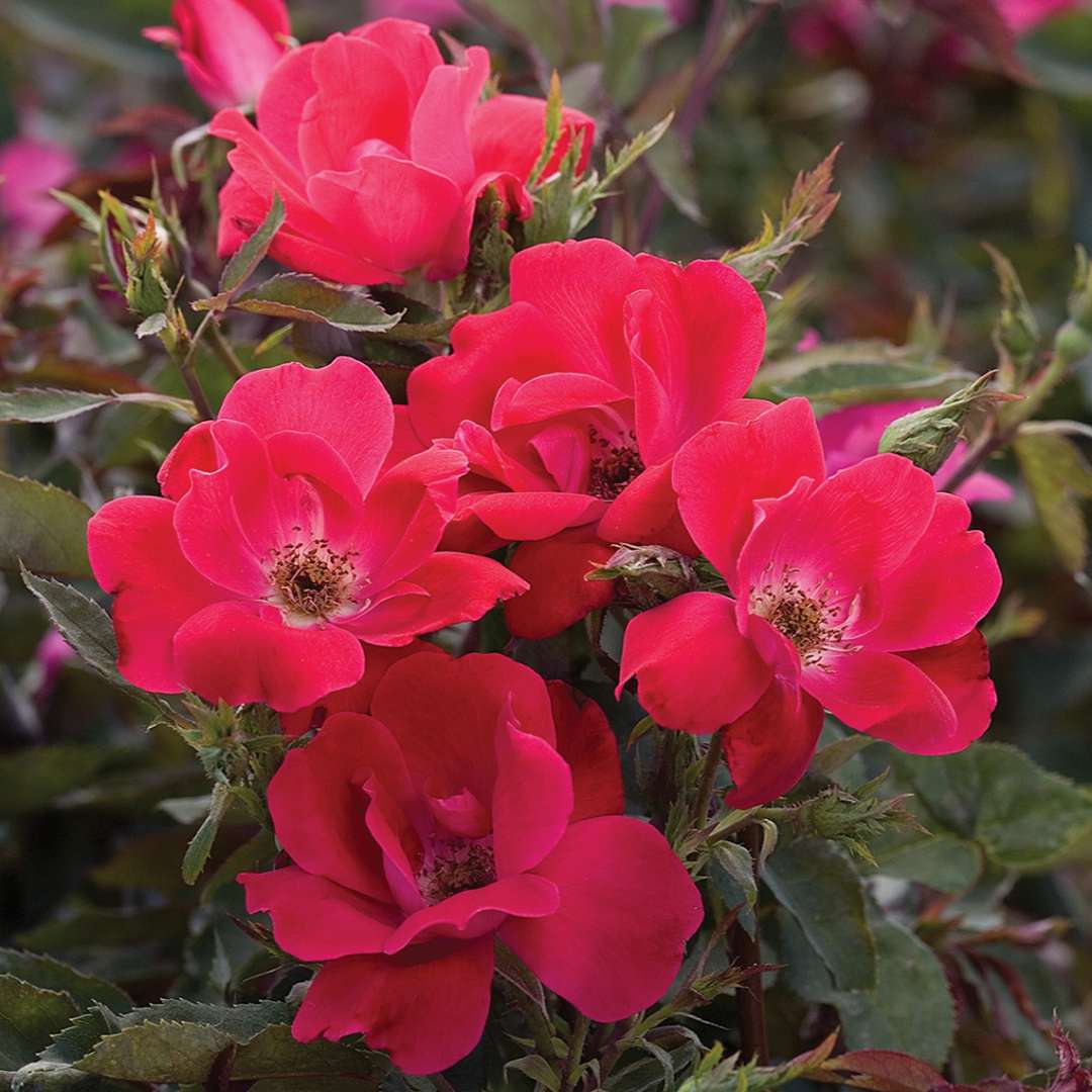 red rose tea, benefits of rose