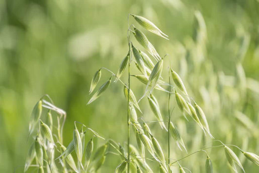 oatstraw infusion recipe