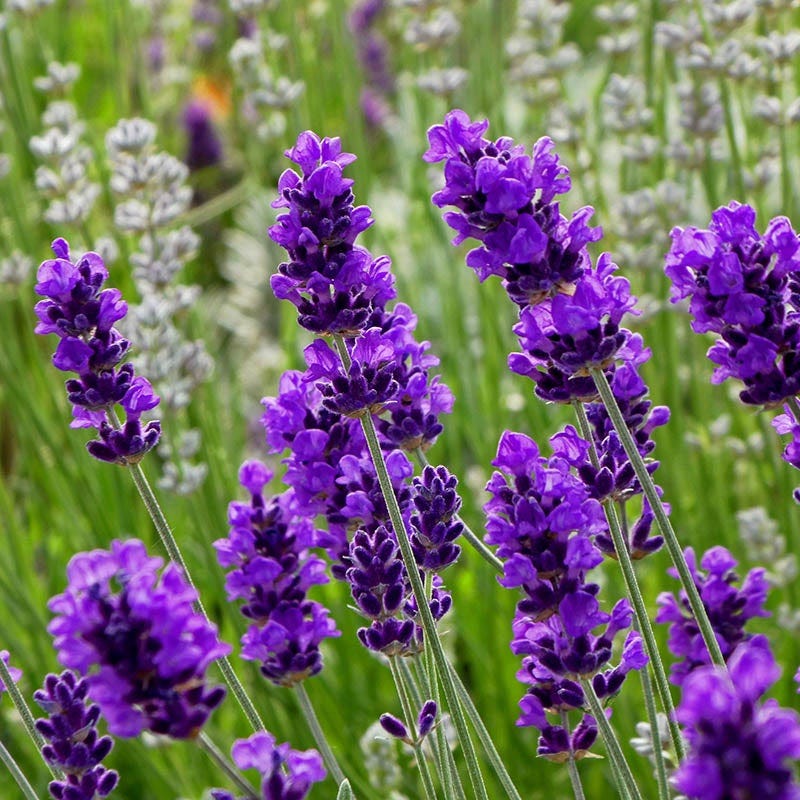 Discover 10 Different Ways to Incorporate Lavender Flowers for Health Benefits