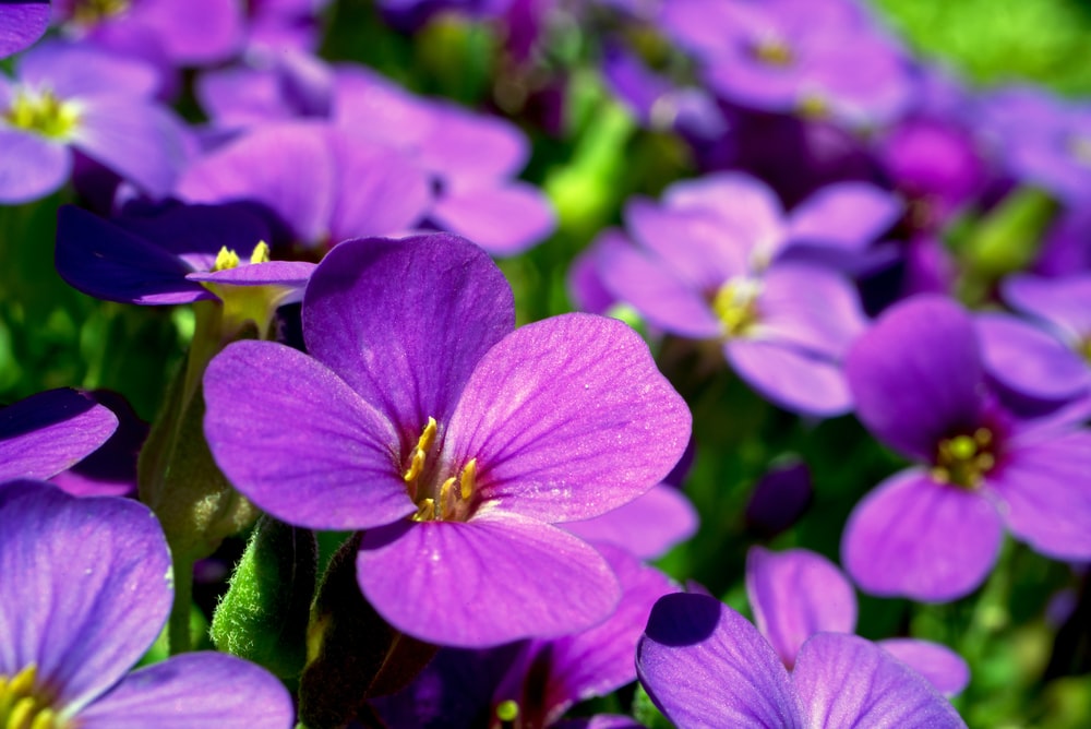 Unleash Your Inner Chef with Edible Violets